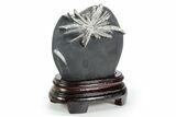 Polished Chrysanthemum Stone in Wood Base - China #352107-1